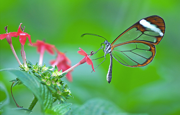 Butterfly Place At Papillon Park - Westford MA