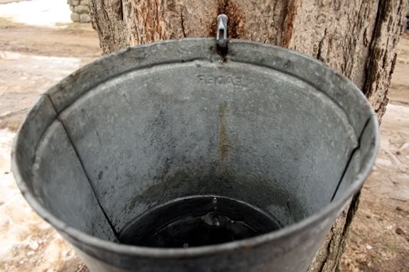 Tap a Sugar Maple to harvest Maple Sap and convert it to Maple Syrup at IRWS!