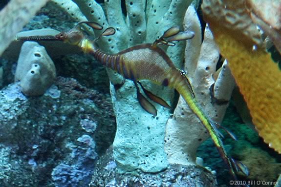 Learn about some of the strangest ocean creatures during April Vacation at Maritime Gloucester, Massachusetts! 