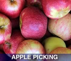 Check out North Shore Kid's great selection of places to pick your own apples north of Boston. Massachsuetts North Shore Apple Orchards