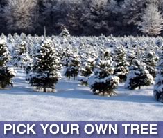 North Shore Kid's list of places to pick your own Holiday Christmas Tree North of Boston Massachusetts!
