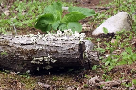 See, Think, and Wonder Walks for Preschoolers: Hidden Habitats