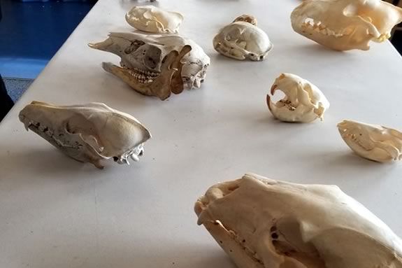 Joppa Flats Education Center in Newburyport host a great session about animal skull and teeth!
