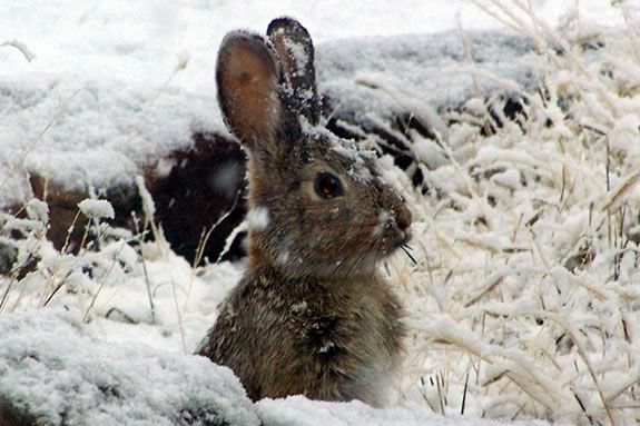 February Vacation Drop-off program for kids at the Parker River Wildlife Refuge in Newburyport, Massachusetts