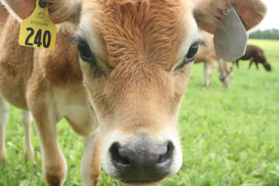 Meet the cows in their Winter home at the Trustee's Appleton Farms in Ipswich