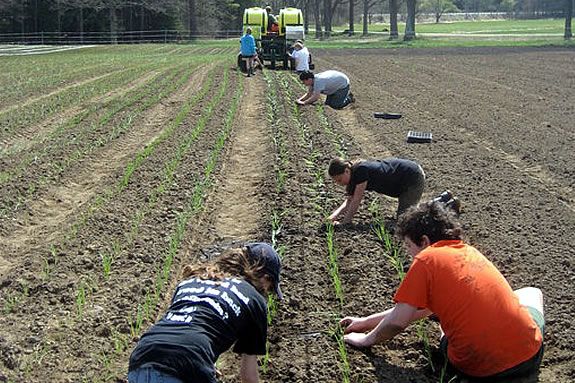 Join the farmhand crew to work along side the staff at Appleton Farms. 