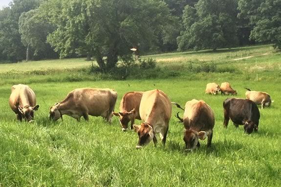 Come see the Appleton Farms cow herd go to pasture for the first time this season! Photo: ©Bill O'Connor