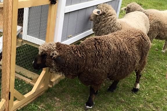 Learn about the process of making felt from wool at Appleton Farms in Ipswich Massachusetts during February Vacation!