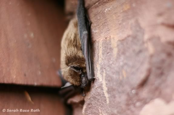 Kids will learn about bats at Joppa Flats Education Center in Newburyport. Image ©Serah Rose Roth