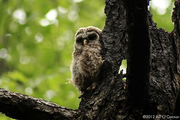 Kids will make felt owls as they learn about them at Ipswich River Wildlife Sanc