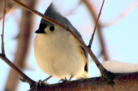 Build a Birdfeeder with your child that attracts birds to your yard this winter