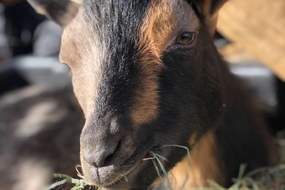 Celebrate the start of the Summer Reading program with a visit from the animals of Carriage Shack Farm.