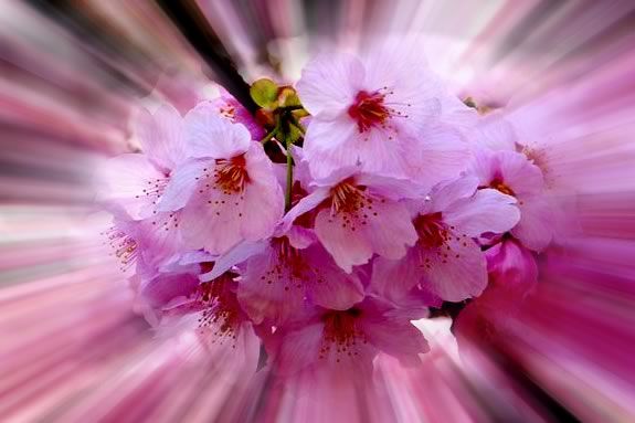 Celebrate Japan's 100 year old gift of cherry Trees to the US at Peabody Essex 