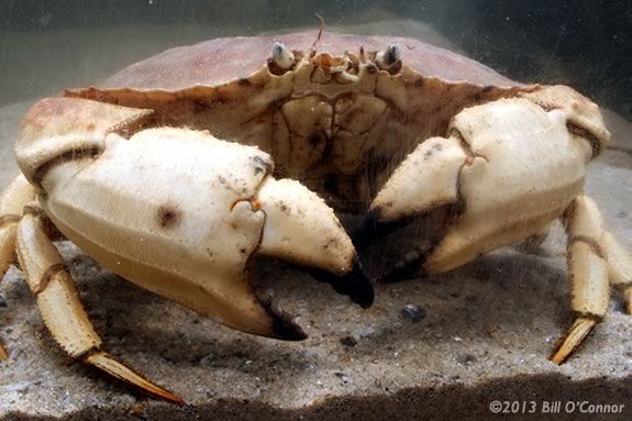 Learn about beach creeatures and their habitats at the Parker River Wildlife Refuge in Newburyport. Photo: ©2013