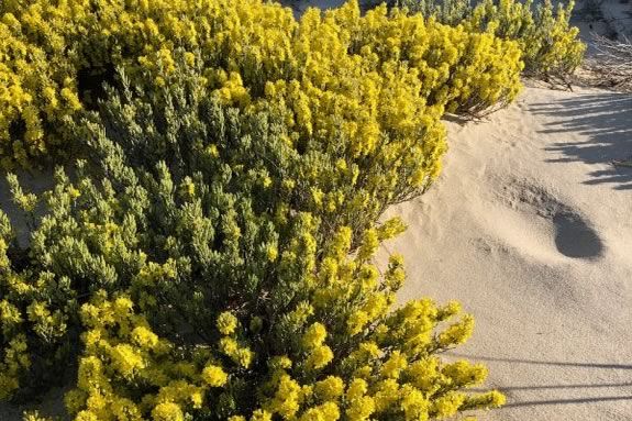 Hiking the Dunes at the Crane Wildlife refuge with the Trustees of Reservations.