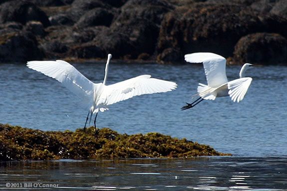 Cranes are just one of the types of shore birds that you'll see on this cruise