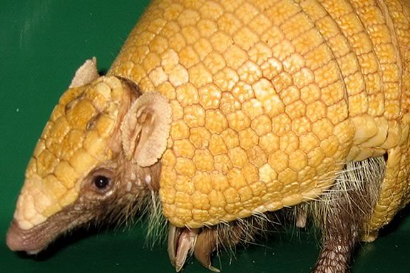 Kids get hands-on with live animals at the Newburyport Public Library!