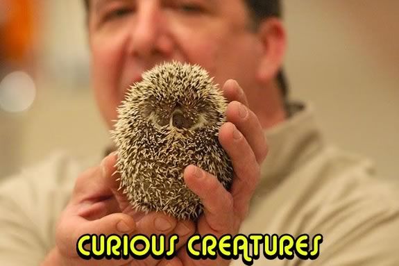 Curious Creatures will put on a free prestation at the Sawyer Free Library Gloucester!