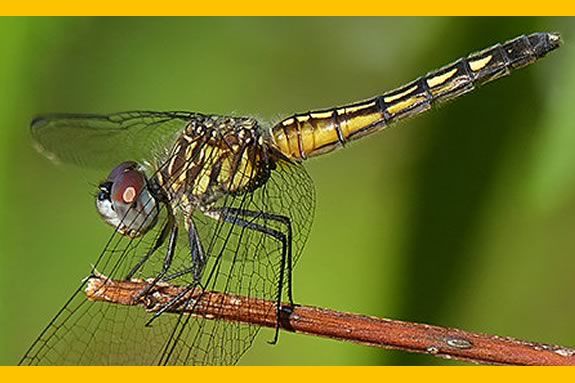 Join Mass Audubon Joppa Flats Education Center in a learning exploration of the pond habitat!