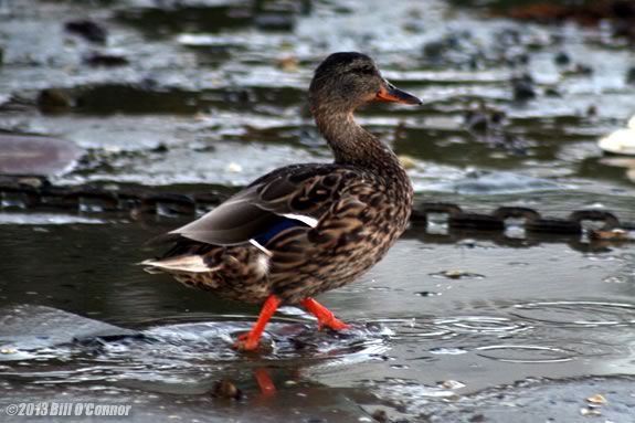 Preschoolers will learn ducks, clams & other mud creatures at Joppa Flats Center