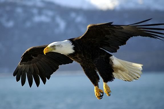 Kids will learn about eagles, their migrations and varied habitat at Joppa Flats