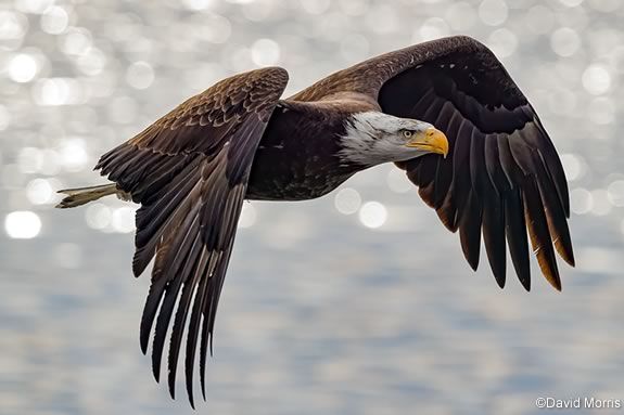 Kids will learn about eagles, their migrations and varied habitat at Joppa Flats. Image ©David Morris