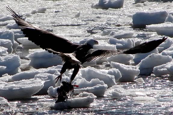 Come celebrate the return of the Eagles to the Merrimack Estuary! Photo: Eagle on Ice by Bill O'Connor