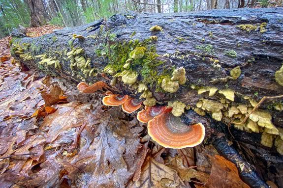 Kids and families will learn about the life under logs with ECGA and North Shore Nature Programs in this this fun hike through the forest