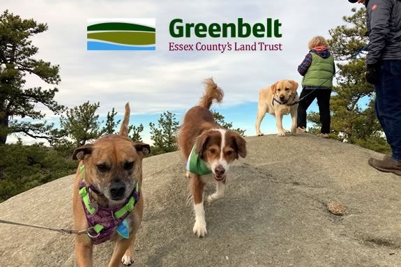 Hike Thompson Street Reservation in Gloucester Massachusetts with your dog and the ECGA!