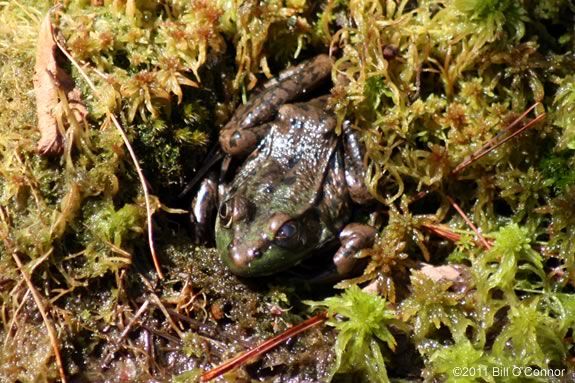 Learn about the creatures of Spring at Joppa Flats Education Center in Newbury Massachusetts