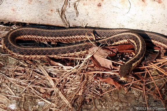 Hunt for snakes with Rick Roth of the Cape Ann Vernal Pond Team! 