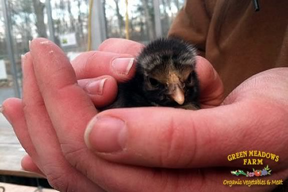 Green Meadows Farm invites families to Meet the Chicks Day - a day of fun activi