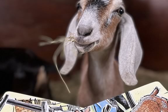 Kids can meet the barnyard animals and hear a story at Appleton Farms in Ipswich Massachusetts.