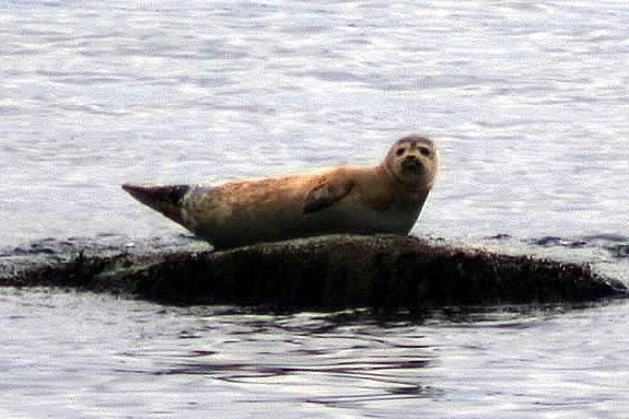 Walk on the Wild side with Harbor Seals at Joppa Flats Education Center!