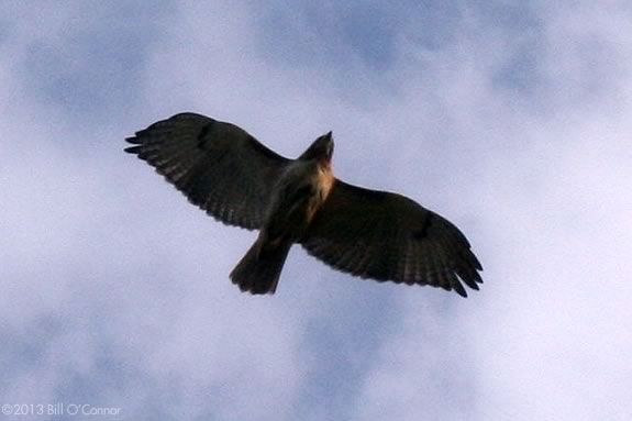 Come explore the food webs of the forest at Ipswich River Wildlife Sanctuary!