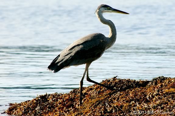 The largest heronry in Massachusetts is just off of Coolidge Point in Manchester