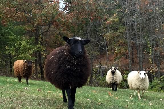 sheep sheering demonstration at iFarm in Boxford Massachsuetts