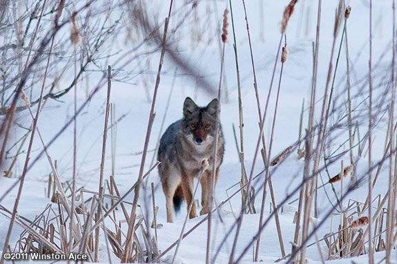 Pre-Schoolers will learn all about predators at Joppa Flats Education Center in Newburyport!!