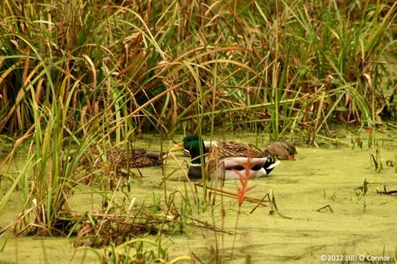 Come to IRWS to find out how wildlife recover from Winter and migrate! 