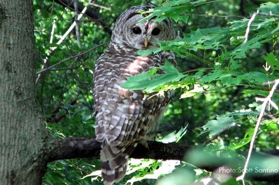 Look for Owls at Ipswich River Wildlife Sanctuary during the day and learn about their habitat and feeding.