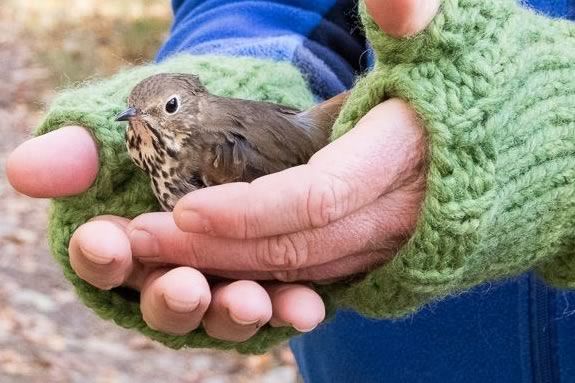 Meet some of the birds that you'll find in your yard at Joppa Flats Education Center!