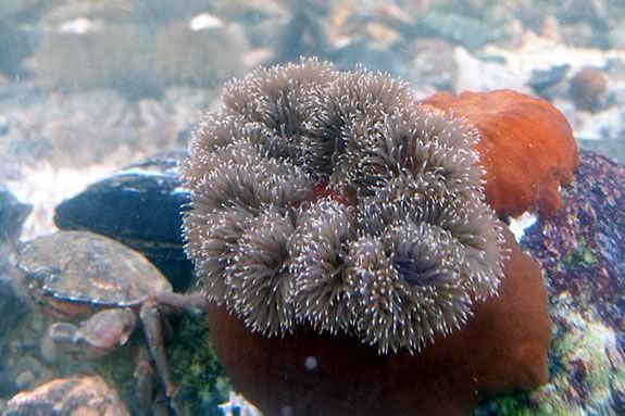 You can look at, AND touch the creatures in Joppa Flats touch tank!