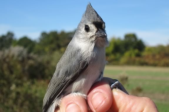 Family field Trip to the Banding Station with Mass Audubon Educators at Parker River National Wildlife Refuge Massachusetts