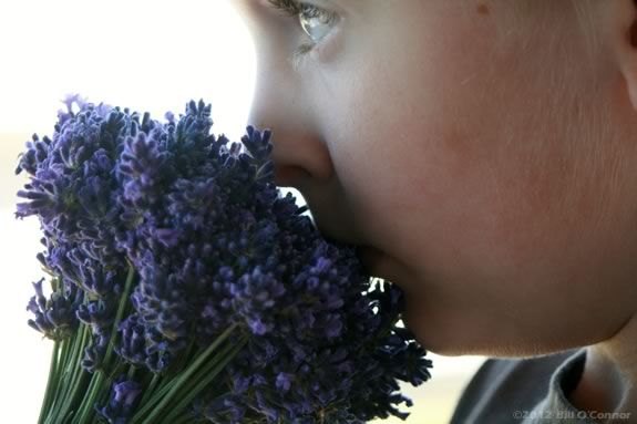 Flowers are for Kids, too! Learn about these special flowers that cover the land that is Maudslay State Park in Newburyport Massachusetts