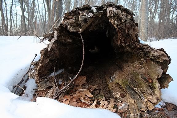 Kids ages 3-6 will learn about animal homes, nests, burrows hideaways and the  animals that make them at Joppa Flats Education Center