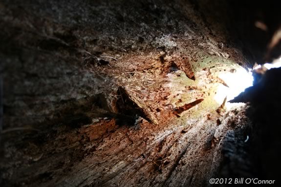 What lives under logs? Kids will find out at Mass Audubon Ipswich River Wildlife Sanctuary