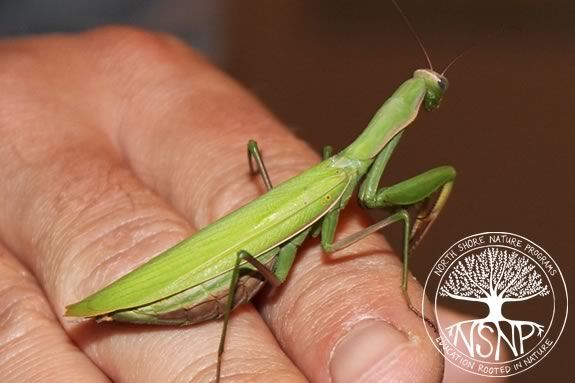 Families will learn about invertabrates of the North Shore with North Shore Nature Programs