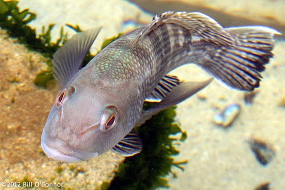 Kids will learn about what makes a fish a fish at Maritime Gloucester!