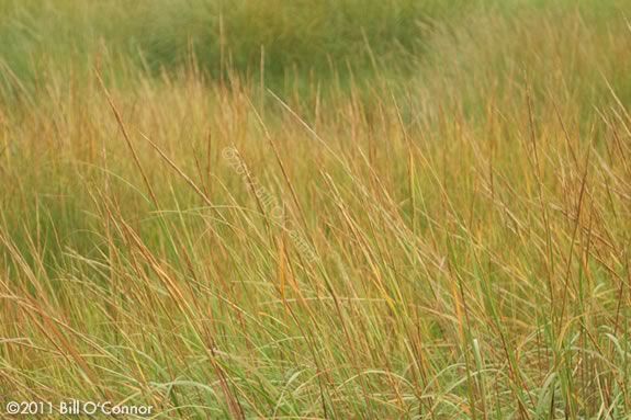 Stroll through the coastal forest and discover what lives in the marsh with naturalists from Joppa Flats Education Center in Newburyport 