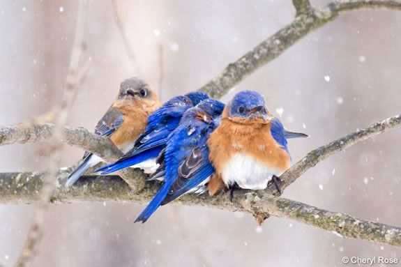 Stop by as part of Joppa Flats Education Center in Newburyport for a family oriented open house! Photo: Eastern Bluebirds © Cheryl Rose